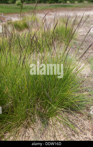 Grass Mat, Mat-Grass matgrass, Moor, nard de l'herbe, graminées, Borst-Gras Hirschhaar Borstgras,,, Bürstling, Nardus stricta, Gräser Banque D'Images