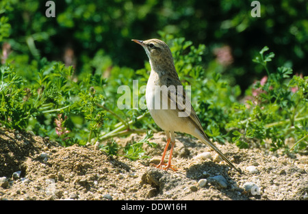 Tawny pipit spioncelle, Brachpieper, Brach-Pieper, Anthus campestris Banque D'Images