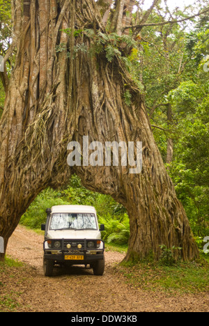 Un énorme figuier africain dans la forêt tropicale du mont Meru, connu comme le 'ARCH' Banque D'Images