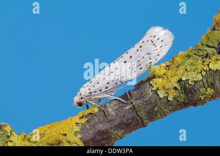 Bird Cherry - Yponomeuta evonymella Hermine Banque D'Images