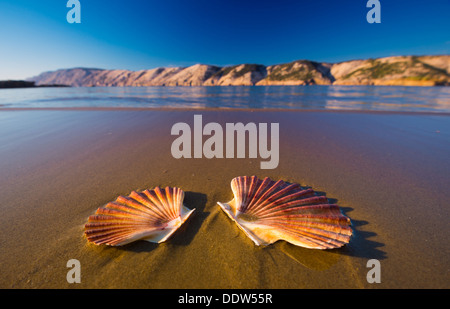 De beaux paysages, des coquillages sur la plage en Croatie Banque D'Images