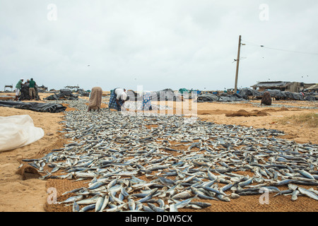 Le fait de tourner le poisson à sécher au soleil sur la plage de Negombo, le 12 août, 2013 Banque D'Images