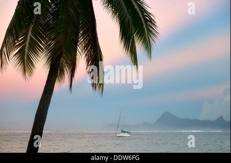 Palmier voilier, le lever du soleil et l'île de Moorea. Tahiti. Polynésie Française Banque D'Images