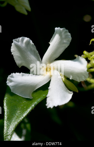 Trachelospermum Jasminoides, Jasmine Star Banque D'Images