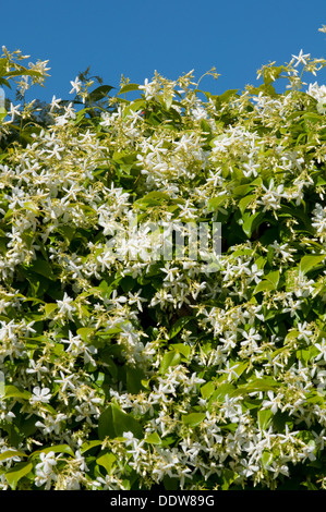 Trachelospermum Jasminoides, Jasmine Star Banque D'Images