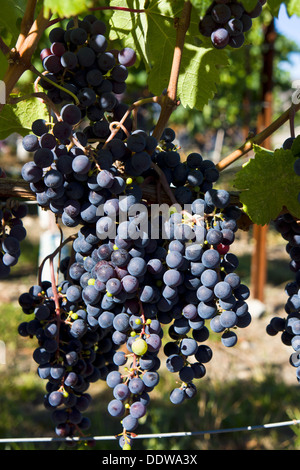 Au Raisin Tinhorn Creek Winery & vineyards, Sud de l'Okanagan, Colombie-Britannique, Canada. Banque D'Images