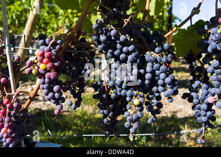 Au Raisin Tinhorn Creek Winery & vineyards, Sud de l'Okanagan, Colombie-Britannique, Canada. Banque D'Images