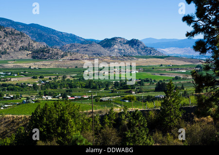 Les vergers et vignobles près de Oliver, Sud de l'Okanagan Valley, British Columbia, Canada. Banque D'Images