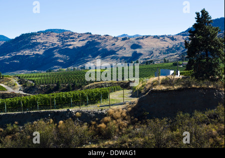 Vignes près de Oliver, Sud de l'Okanagan Valley, British Columbia, Canada. Banque D'Images