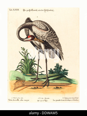 Johann Michael Seligmann après George Edwards (Allemand, 1720 ) 1762, Grus americana, alta major, gravure colorée à la main Banque D'Images