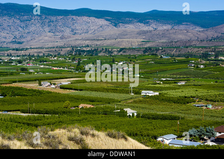 Les vergers et vignobles près de Oliver, Sud de l'Okanagan Valley, British Columbia, Canada. Banque D'Images