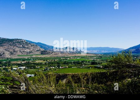 Les vergers et vignobles près de Oliver, Sud de l'Okanagan Valley, British Columbia, Canada. Banque D'Images