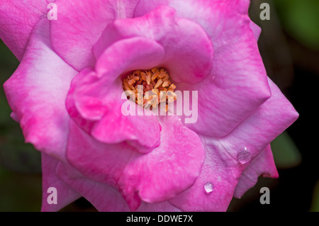 Rose rose, gouttes d'eau sur les pétales, Close up, macro Banque D'Images