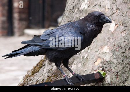 L'Angleterre, Londres, Grand Corbeau Corvus corax, les résidents de la Tour de Londres Banque D'Images