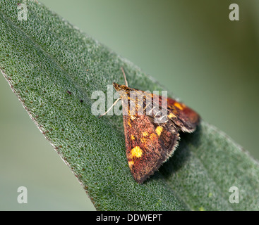 Mint papillon sur feuille. Banque D'Images