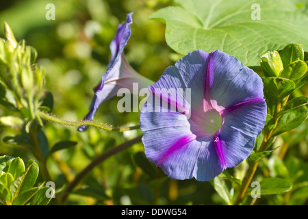 Close up de couleurs vives violet et rose fleurs de Morning Glory Banque D'Images