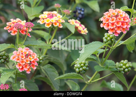 Fleurs et baies arbustes Lantana in Garden Banque D'Images