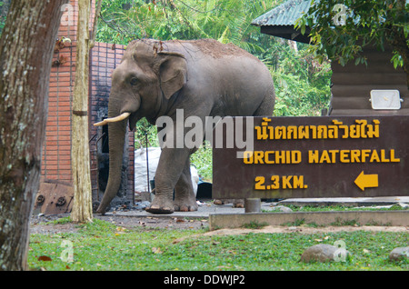 Homme sauvage d'Asie ou de l'éléphant d'Asie (Elephas maximus), Banque D'Images