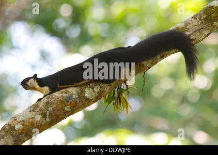 L'écureuil géant noir (ou écureuil géant malais) (Ratufa bicolor) dans le parc national Khao Yai, Thaïlande. Banque D'Images