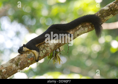 L'écureuil géant noir (ou écureuil géant malais) (Ratufa bicolor) dans le parc national Khao Yai, Thaïlande. Banque D'Images