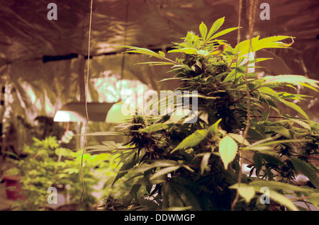 Home Grown plants de cannabis. Banque D'Images