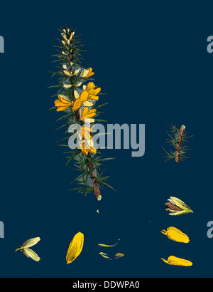 Ue-Ulex nanus ; Furze Nain Banque D'Images