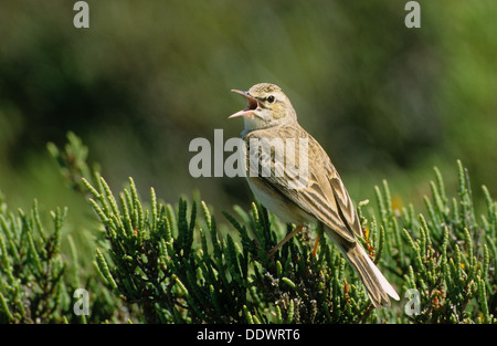 Tawny pipit spioncelle, Brachpieper, Brach-Pieper, Anthus campestris Banque D'Images