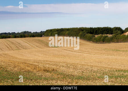 Le Northamptonshire 8 septembre 2013. Ecton Brook. Que le gel s'étend dans l'ombre d'une haie. À la fin de l'été et l'automne commence à s'installer, les prises sont recueillies laissant le chaume sur le terrain prêt pour les agriculteurs à commencer le labour prêt pour les cultures d'hiver. Credit : Keith J Smith./Alamy Live News Banque D'Images