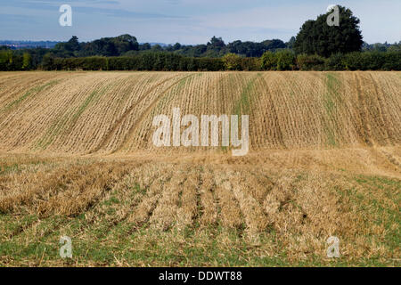 Le Northamptonshire 8 septembre 2013. Ecton Brook. Que le gel s'étend dans l'ombre d'une haie. À la fin de l'été et l'automne commence à s'installer, les prises sont recueillies laissant le chaume sur le terrain prêt pour les agriculteurs à commencer le labour prêt pour les cultures d'hiver. Credit : Keith J Smith./Alamy Live News Banque D'Images