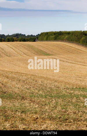 Le Northamptonshire 8 septembre 2013. Ecton Brook. Que le gel s'étend dans l'ombre d'une haie. À la fin de l'été et l'automne commence à s'installer, les prises sont recueillies laissant le chaume sur le terrain prêt pour les agriculteurs à commencer le labour prêt pour les cultures d'hiver. Credit : Keith J Smith./Alamy Live News Banque D'Images