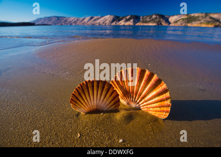 De beaux paysages, des coquillages sur la plage en Croatie Banque D'Images