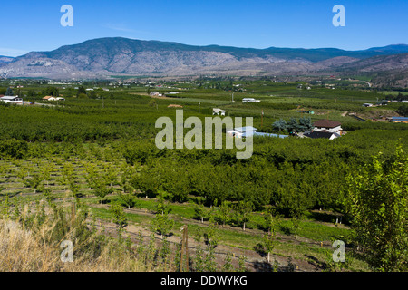 Les vergers près de Oliver, Sud de l'Okanagan Valley, British Columbia, Canada. Banque D'Images