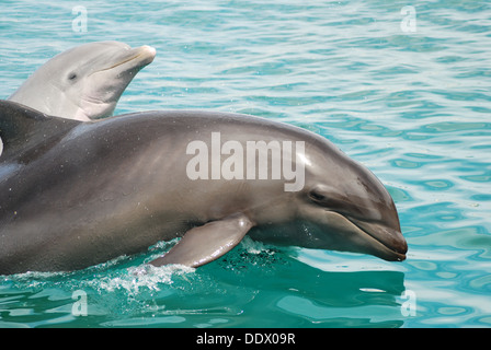 Deux dauphins nager dans l'océan Banque D'Images