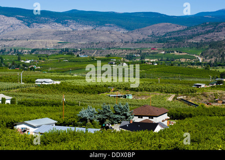 Les vergers et vignobles près de Oliver, Sud de l'Okanagan Valley, British Columbia, Canada. Banque D'Images