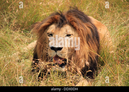 Male lion (Panthera leo) reposant dans l'herbe, Masai Mara, Kenya Banque D'Images