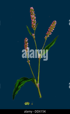 Polygonum persicaria, var. elatum ; Sont Persicaria, var. B. Banque D'Images