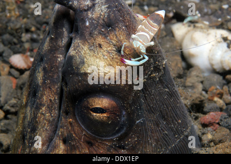 Crevettes partenaire sur la tête d'un serpent d'Anguille, le Détroit de Lembeh, Indonésie Banque D'Images