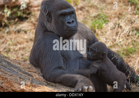 Gorille de plaine de l'ouest (Gorilla gorilla gorilla). Onze mois et jeune mère vigilante. Durrell Jersey EC. L'Angleterre. Banque D'Images