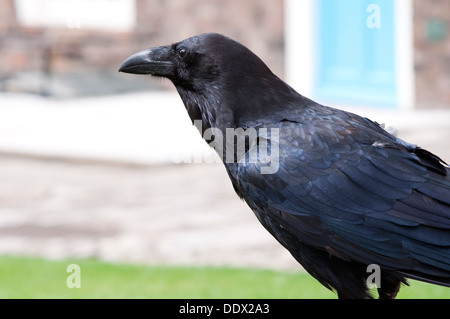 L'Angleterre, Londres, Grand Corbeau Corvus corax, les résidents de la Tour de Londres Banque D'Images