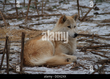 Loup blanc en hiver Banque D'Images