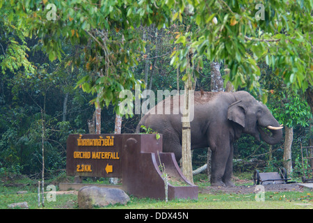 Homme sauvage d'Asie ou de l'éléphant d'Asie (Elephas maximus), la saisie d'une partie de la parc national Khao Yai d'installations pour les visiteurs Banque D'Images