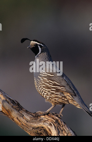 Californica quail marche sur la branche d'Armoise Banque D'Images