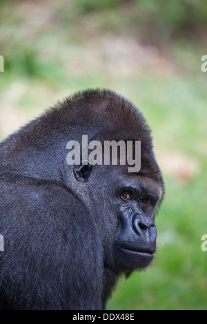 Gorille de plaine de l'ouest (Gorilla gorilla gorilla). Des hommes. Durrell Wildlife Park, Jersey, Channel Islands, Royaume-Uni. Banque D'Images