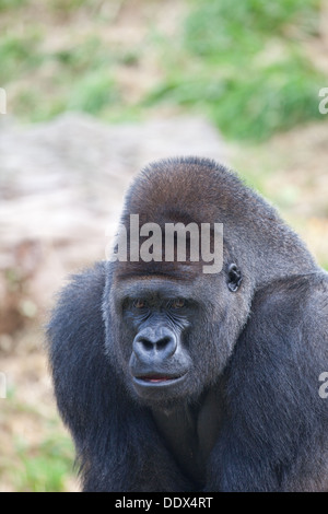 Gorille de plaine de l'ouest (Gorilla gorilla gorilla). Des hommes. Durrell Wildlife Park, Jersey, Channel Islands, Royaume-Uni. Banque D'Images