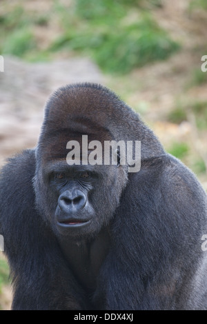 Gorille de plaine de l'ouest (Gorilla gorilla gorilla). Des hommes. Durrell Wildlife Park, Jersey, Channel Islands, Royaume-Uni. Banque D'Images