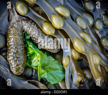 Rack de la vessie et la laitue de mer, exposées par la marée basse Banque D'Images