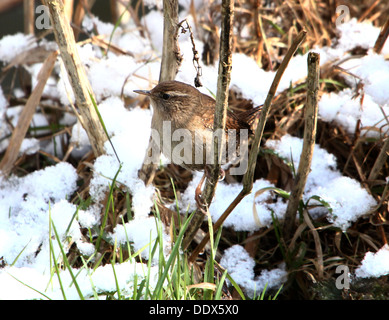 Close-up d'un troglodyte mignon (Troglodytes troglodytes) posant dans la neige en hiver Banque D'Images