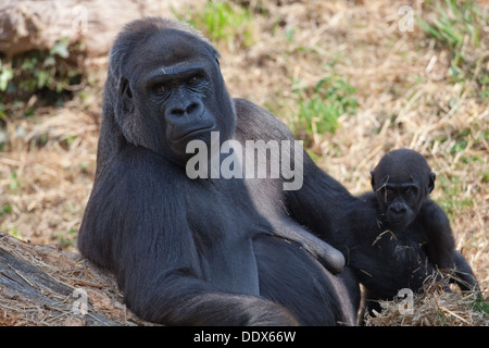 Gorille de plaine de l'ouest (Gorilla gorilla gorilla). Onze mois et jeune mère vigilante. Durrell. Jersey EC. L'Angleterre. Banque D'Images