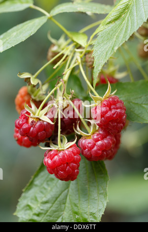 Close-up de framboises sur la vigne Banque D'Images