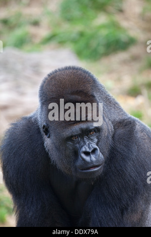Gorille de plaine de l'ouest (Gorilla gorilla gorilla). Des hommes. Durrell Wildlife Park, Jersey, Channel Islands, Royaume-Uni. Banque D'Images